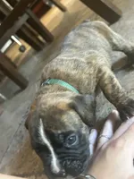 AKC Green , a male Boxer for sale in Miami, FL – 3 of 6