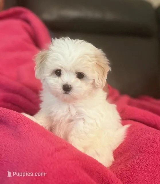 Teddy – Maltipoo, Maltese puppy for sale in Phelan, CA