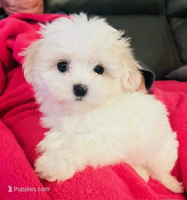 Teddy – Maltipoo, Maltese puppy for sale in Phelan, CA