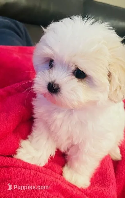 Lily – Maltipoo, Maltese puppy for sale in Phelan, CA