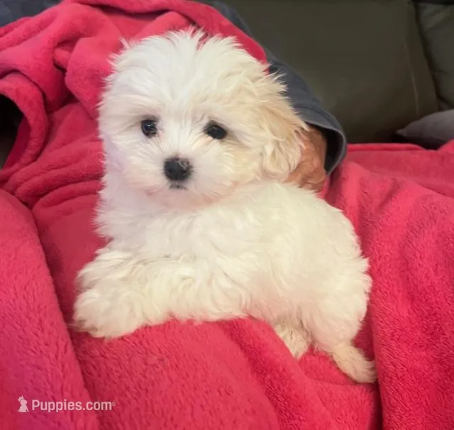 Lily – Maltipoo, Maltese puppy for sale in Phelan, CA