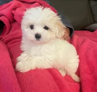 Lily, a female Maltipoo and Maltese for sale in Phelan, CA – Photo 1 of 2
