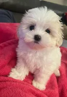 Lily, a female Maltipoo and Maltese for sale in Phelan, CA – Photo 2 of 2
