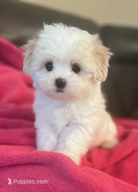 Rosy, a female Maltese for sale in Phelan, CA – Photo 1 of 3