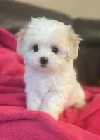 Rosy, a female Maltese for sale in Phelan, CA – Photo 1 of 3