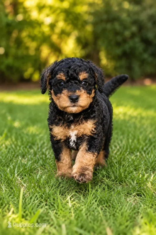 Rocky – Poodle - Toy , Miniature Bernedoodle puppy for sale in Modesto, CA
