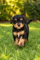 Rocky, a male Poodle - Toy  and Miniature Bernedoodle for sale in Modesto, CA – 1 of 2
