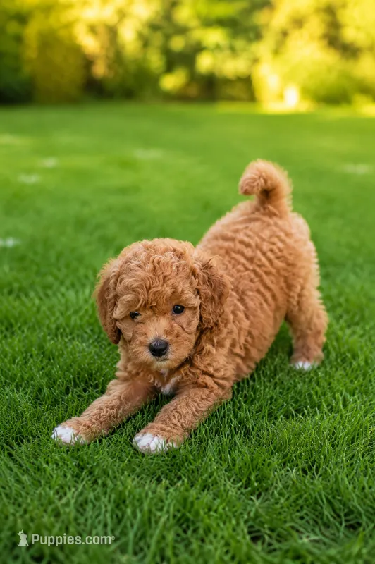 Graham – Miniature Bernedoodle puppy for sale in Modesto, CA
