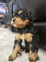 Rocky, a male Poodle - Toy  and Miniature Bernedoodle for sale in Modesto, CA – 2 of 2