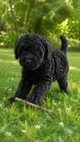 Raven, a female Poodle - Toy  and Miniature Bernedoodle for sale in Modesto, CA – 1 of 1