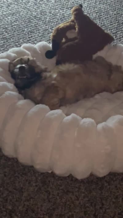 Lego, a male Maltipoo for sale in Eden Prairie, MN – 2 of 2