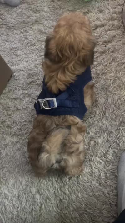 Lego, a male Maltipoo for sale in Eden Prairie, MN – 1 of 2