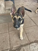 Chiquita, a female German Shepherd Dog for sale in Sweetwater, TX – 5 of 6