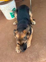 Rusty, a male German Shepherd Dog for sale in Sweetwater, TX – 2 of 7