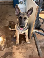 Molly, a female German Shepherd Dog for sale in Sweetwater, TX – 2 of 2