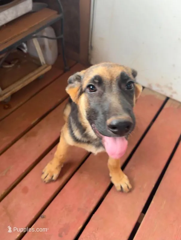Rusty – German Shepherd Dog puppy for sale in Sweetwater, TX