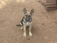 Chiquita, a female German Shepherd Dog for sale in Sweetwater, TX – 2 of 6