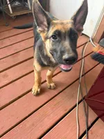 Rusty, a male German Shepherd Dog for sale in Sweetwater, TX – 3 of 7