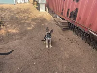 Chiquita, a female German Shepherd Dog for sale in Sweetwater, TX – 6 of 6