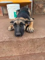 Rusty, a male German Shepherd Dog for sale in Sweetwater, TX – 7 of 7