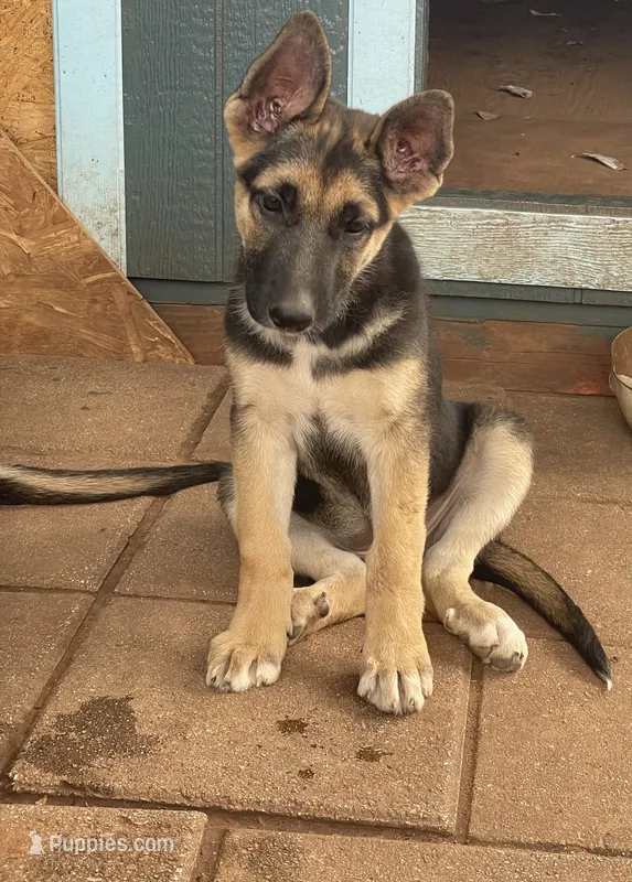 Chiquita – German Shepherd Dog puppy for sale in Sweetwater, TX