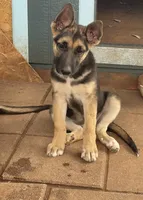 Chiquita, a female German Shepherd Dog for sale in Sweetwater, TX – 1 of 6