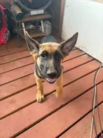 Rusty, a male German Shepherd Dog for sale in Sweetwater, TX – 6 of 7