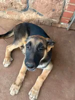 Rusty, a male German Shepherd Dog for sale in Sweetwater, TX – 4 of 7