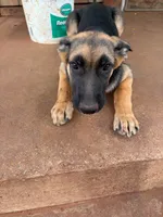 Rusty, a male German Shepherd Dog for sale in Sweetwater, TX – 5 of 7