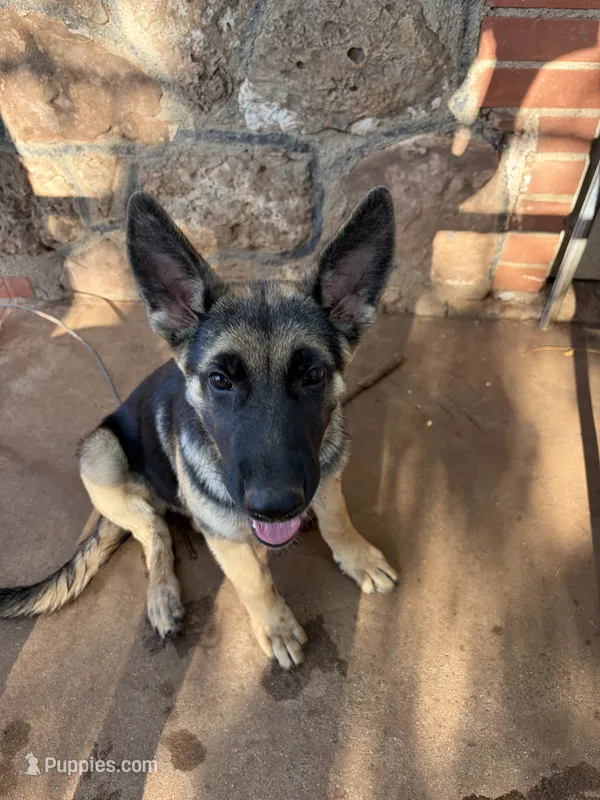 Molly – German Shepherd Dog puppy for sale in Sweetwater, TX