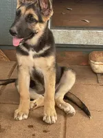 Chiquita, a female German Shepherd Dog for sale in Sweetwater, TX – 4 of 6