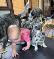 Bluey, a male Australian Cattle Dog for sale in Valparaiso, IN – 1 of 6