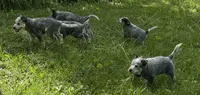 Bluey, a male Australian Cattle Dog for sale in Valparaiso, IN – 3 of 6