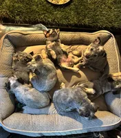 Bluey, a male Australian Cattle Dog for sale in Valparaiso, IN – 4 of 6