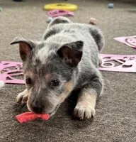 Bluey, a male Australian Cattle Dog for sale in Valparaiso, IN – 6 of 6