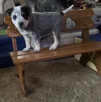 Bluey, a male Australian Cattle Dog for sale in Valparaiso, IN – 5 of 6