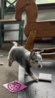 Bluey, a male Australian Cattle Dog for sale in Valparaiso, IN – 2 of 6