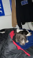 Gray, a male American Pit Bull Terrier for sale in Auburn, WA – 2 of 3