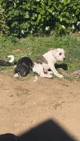Butters, a male American Pit Bull Terrier for sale in Auburn, WA – 2 of 4