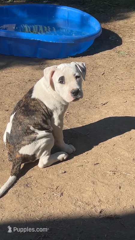 Butters – American Pit Bull Terrier puppy for sale in Auburn, WA