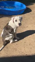 Butters, a male American Pit Bull Terrier for sale in Auburn, WA – 1 of 4