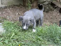 Gray, a male American Pit Bull Terrier for sale in Auburn, WA – 3 of 3