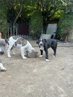 Butters, a male American Pit Bull Terrier for sale in Auburn, WA – 4 of 4