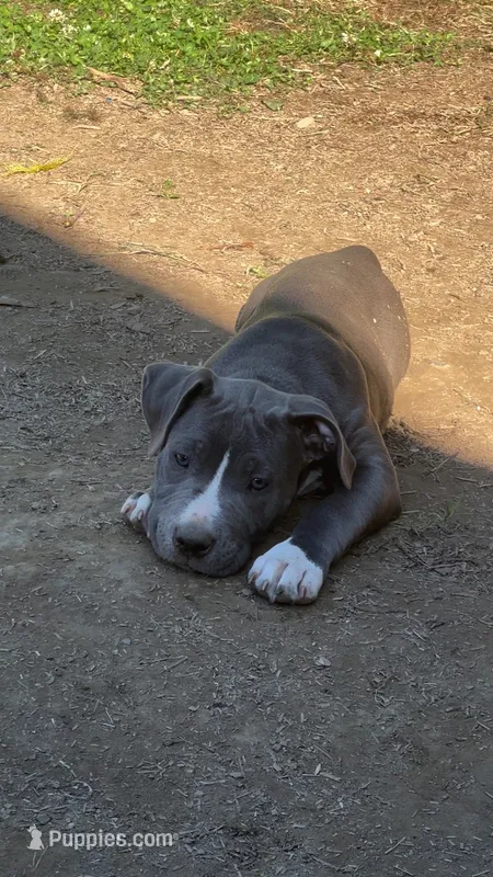 Gray – American Pit Bull Terrier puppy for sale in Auburn, WA