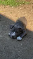 Gray, a male American Pit Bull Terrier for sale in Auburn, WA – 1 of 3