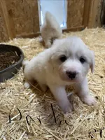 processed/97f0c304-921f-41a0-a140-ceeef1d5bdce/listing/9805882b-5df9-4deb-a219-e053d72d2bd6/3fc62c3b-9e51-4a8c-82c0-8441a88e2b18