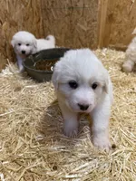 processed/97f0c304-921f-41a0-a140-ceeef1d5bdce/listing/9805882b-5df9-4deb-a219-e053d72d2bd6/b595ff37-05cd-46ea-8065-a9bd36e06092