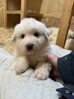 Bruno, a male Great Pyrenees for sale in Heron, MT – Photo 2 of 2