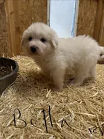 Bruno, a male Great Pyrenees for sale in Heron, MT – Photo 1 of 2