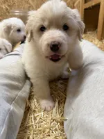 processed/97f0c304-921f-41a0-a140-ceeef1d5bdce/listing/e1cfec1d-8948-4c39-a5bf-6a8c6a58602a/79ec4717-c5f4-49e9-97b3-240c192baeea